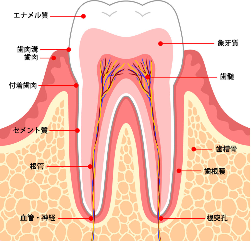 歯について～⻭の本数と構造～ | 東淀川区の歯医者・上新庄駅すぐ｜西谷歯科クリニック
