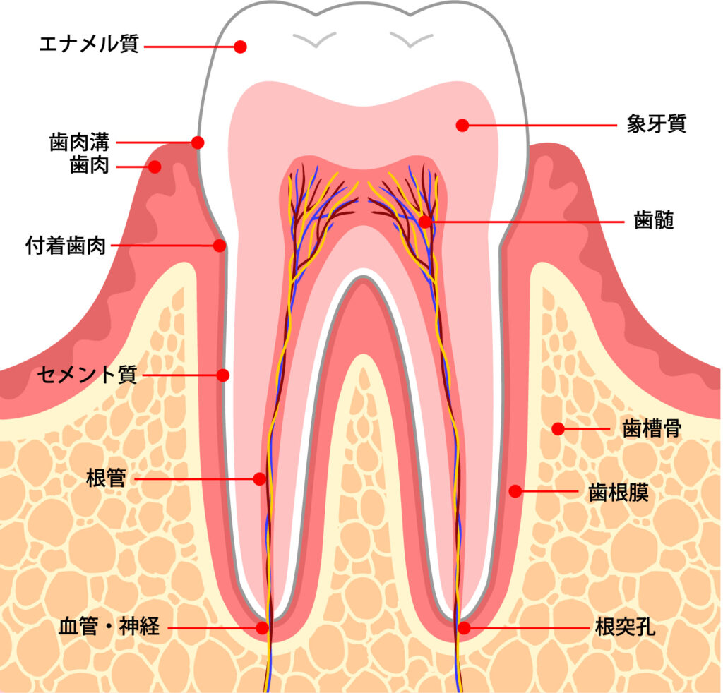 歯について の本数と構造 東淀川区の歯医者 上新庄駅すぐ 西谷歯科クリニック